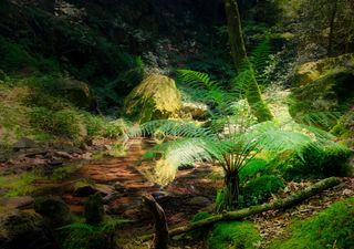 One of the rarest plants in Europe: the bulbiferous fern, an authentic living fossil