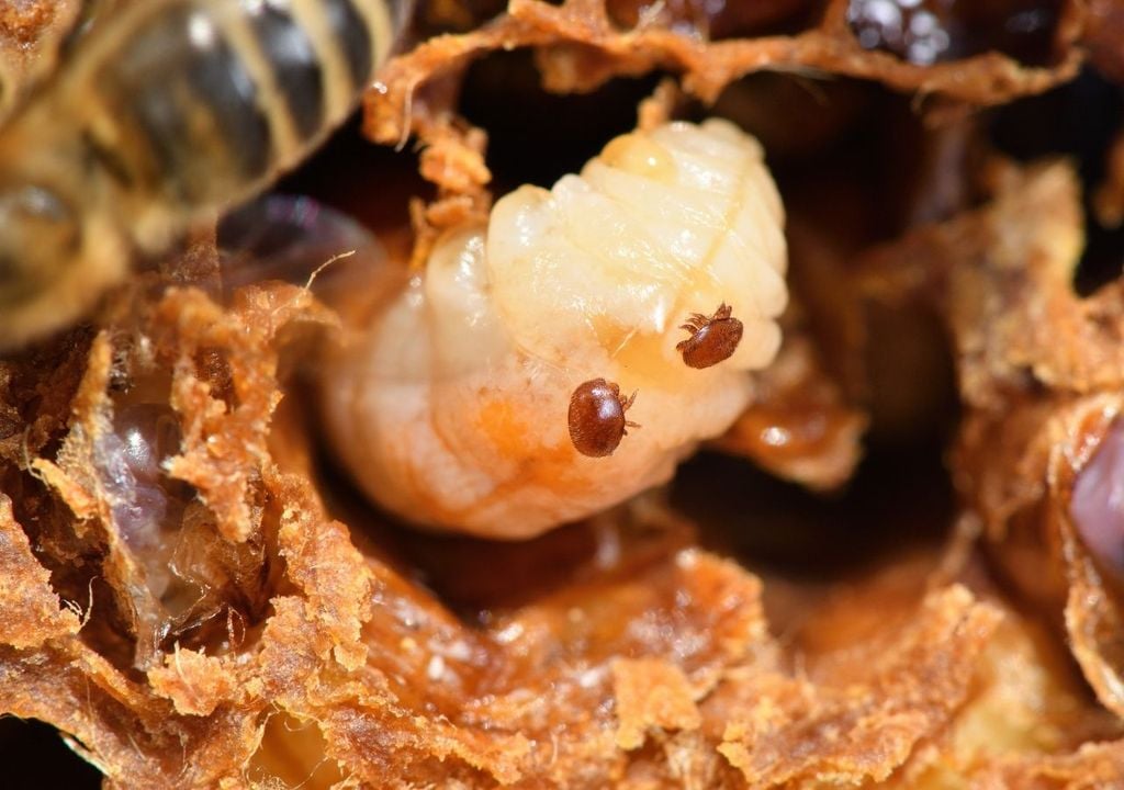 Mientras las abejas se alimentan, el calor de la colmena va liberando lentamente estos compuestos volátiles que son tóxicos para el parásito, pero inocuos para las obreras, sin dejar residuos en la miel o la cera.