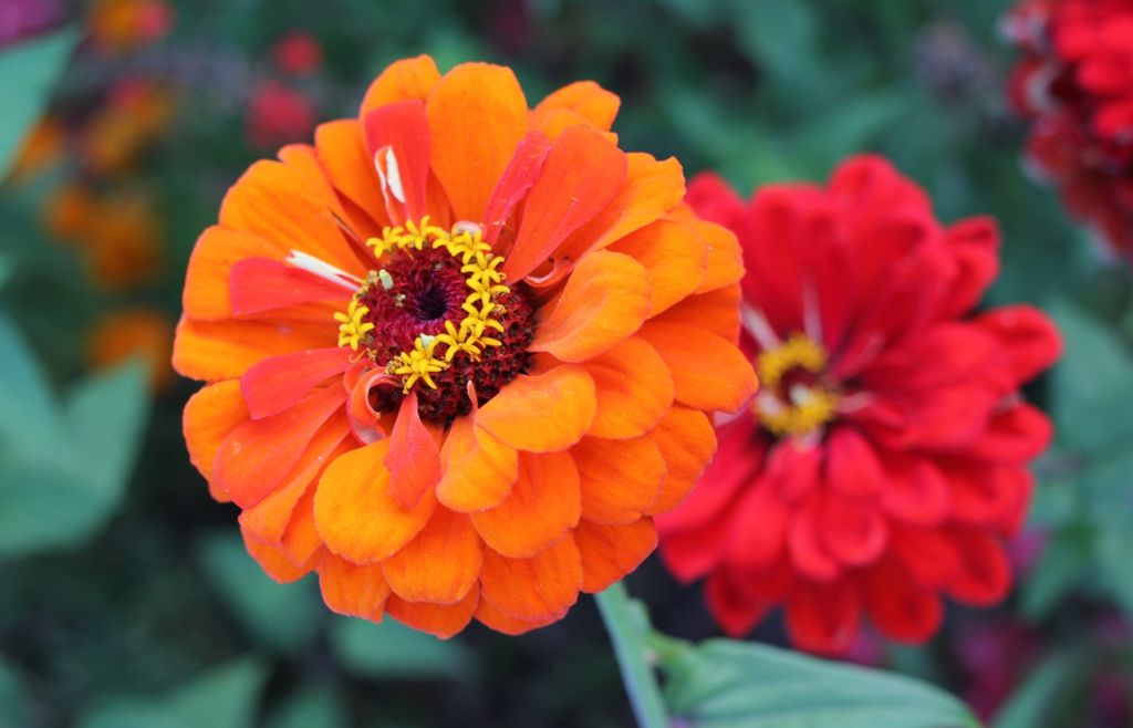 zinnia Además de dar color al cantero, las zinnias pueden cultivarse para cortar sus flores y armar ramos.