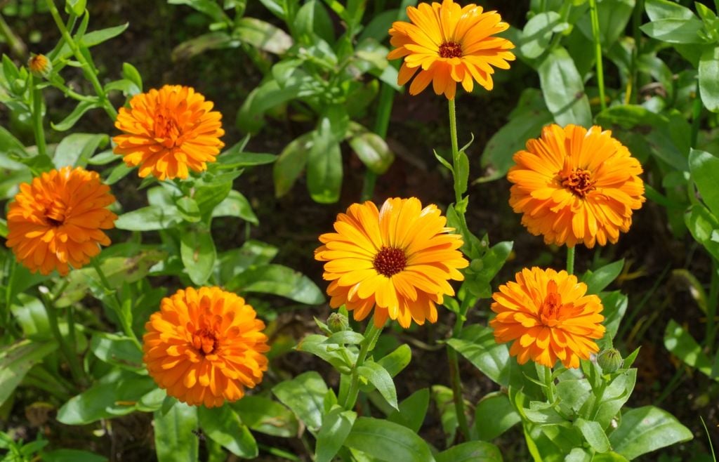 calendula La caléndula prefiere temperaturas moderadas y puede reducir su floración cuando el calor se vuelve persistente.