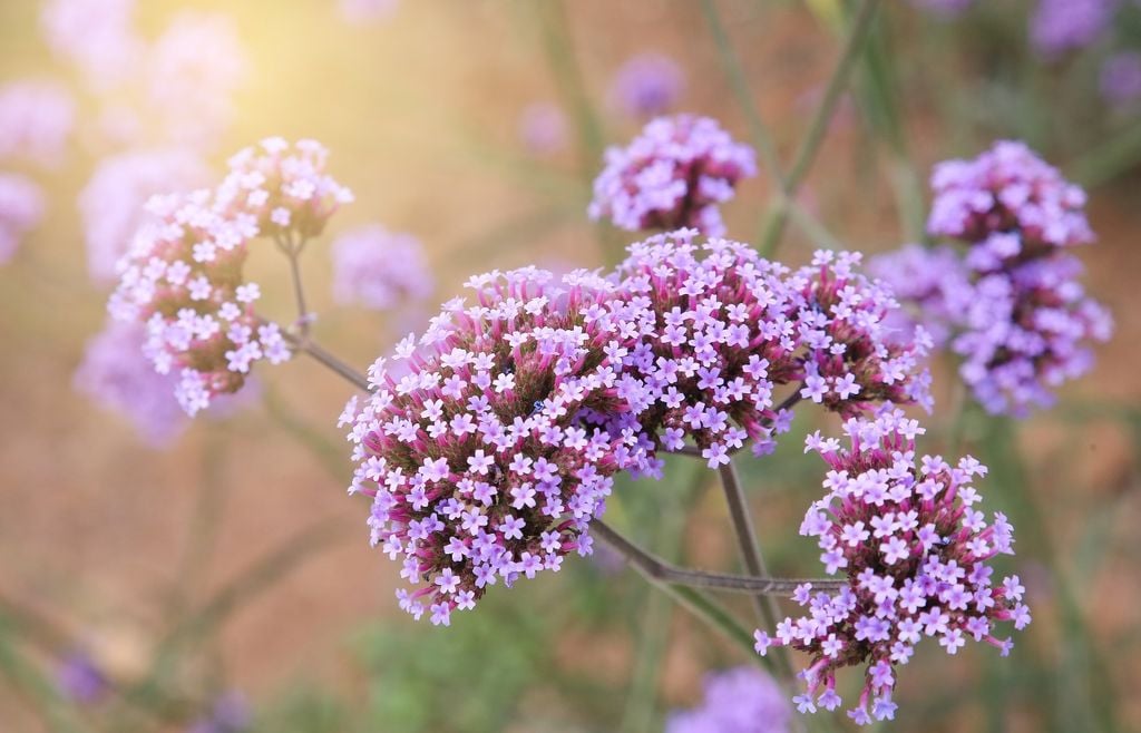 verbena Las verbenas compactas y rastreras son ideales para jardineras, donde sus tallos pueden extenderse y caer sobre los bordes.