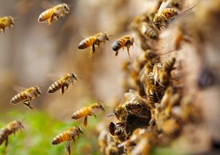 ¡Una especie única! Abejas de Isla de Pascua son las más sanas del mundo 