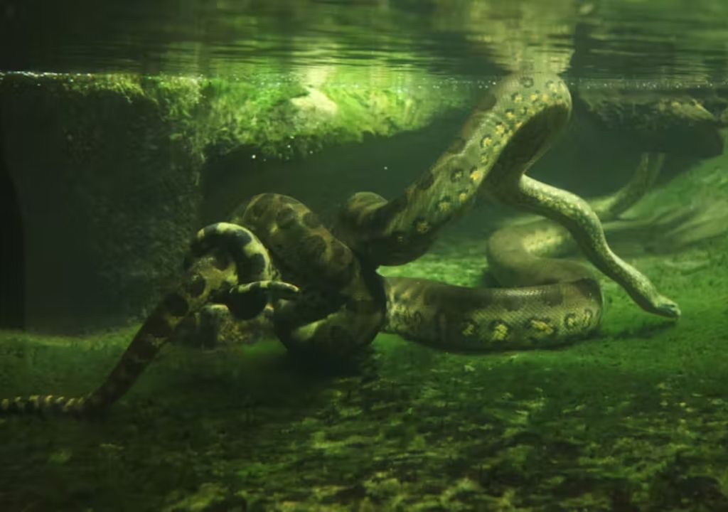anacondas anacondas