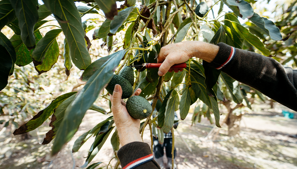 Los aguacates se cultivan en las zonas más secas de España.