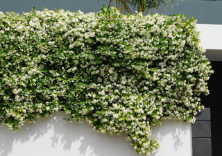 Una explosión de aroma y color para tu entrada: la planta trepadora ideal del verano
