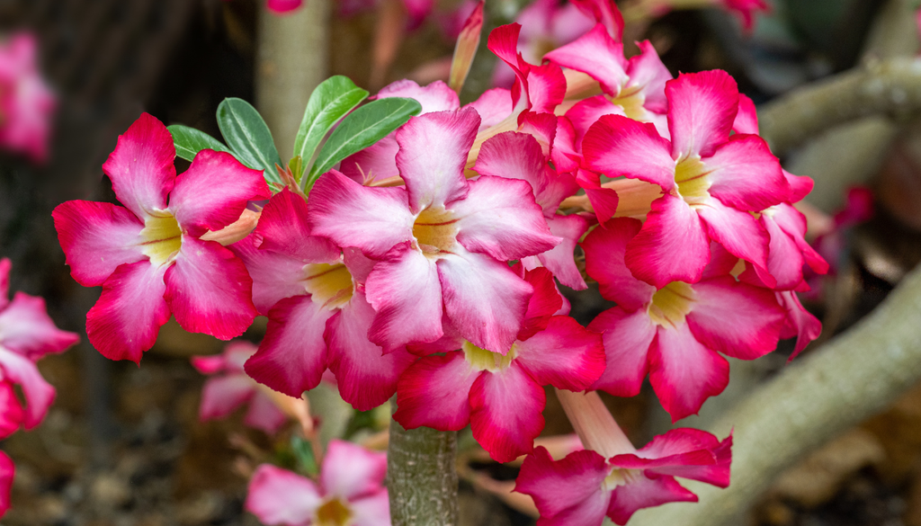 La rosa del desierto puede producir una floración abundante cuando recibe suficiente Sol, calor y un manejo correcto del riego. La rosa del desierto puede producir una floración abundante cuando recibe suficiente Sol, calor y un manejo correcto del riego.