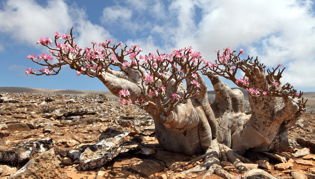 Los adenios de Socotra desarrollan enormes caudex que almacenan agua y les permiten sobrevivir en ambientes extremadamente secos. Los adenios de Socotra desarrollan enormes caudex que almacenan agua y les permiten sobrevivir en ambientes extremadamente secos.