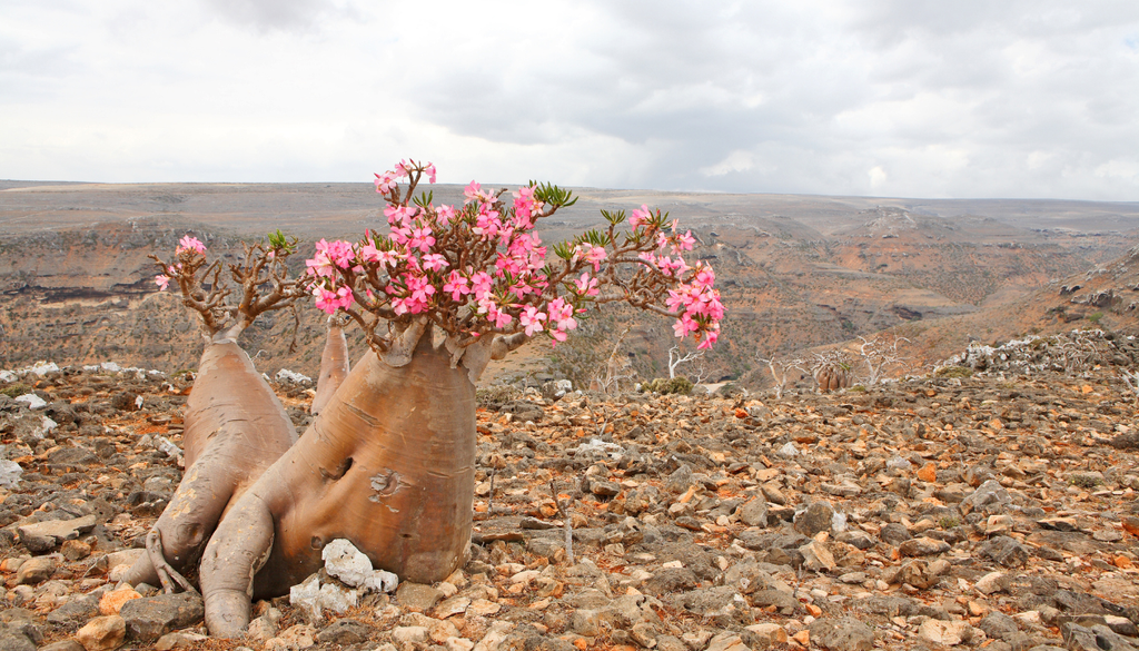 El tronco suculento funciona como reserva de agua, mientras las flores aparecen durante las condiciones favorables para el crecimiento. El tronco suculento funciona como reserva de agua, mientras las flores aparecen durante las condiciones favorables para el crecimiento.