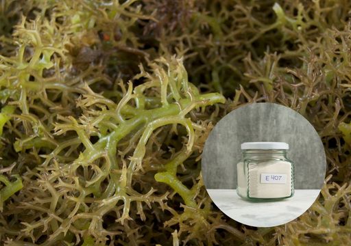 Una fábrica microscópica en acción: Chile modifica microalgas para producir compuestos valiosos sin extraer del mar