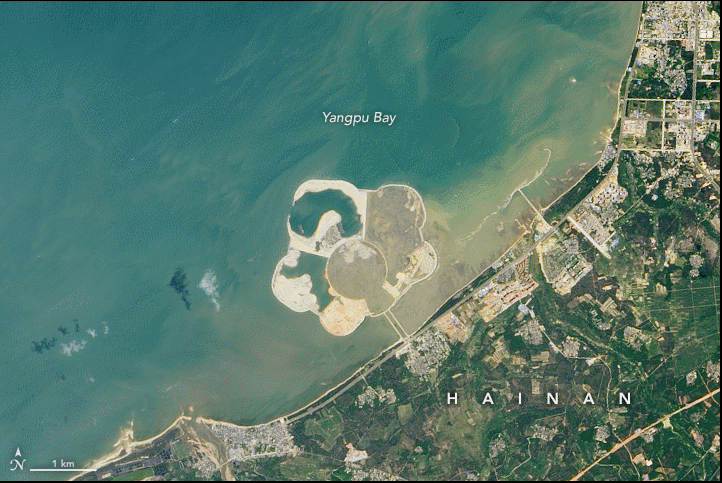 Una flor de arena en el Pacífico