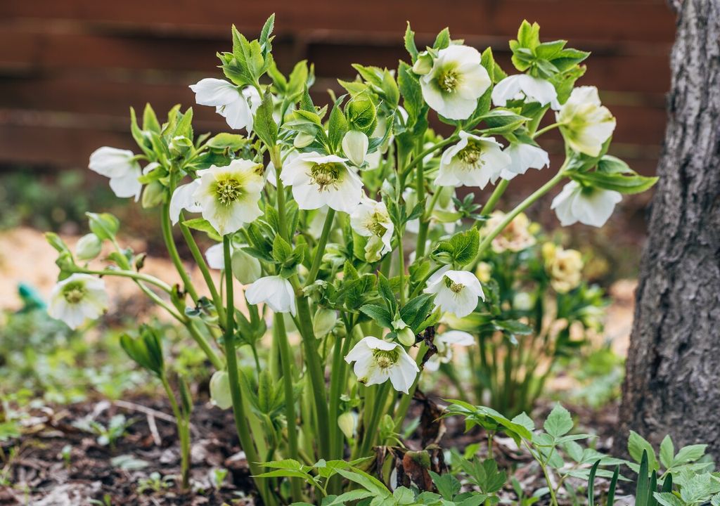 Helleborus Helleborus