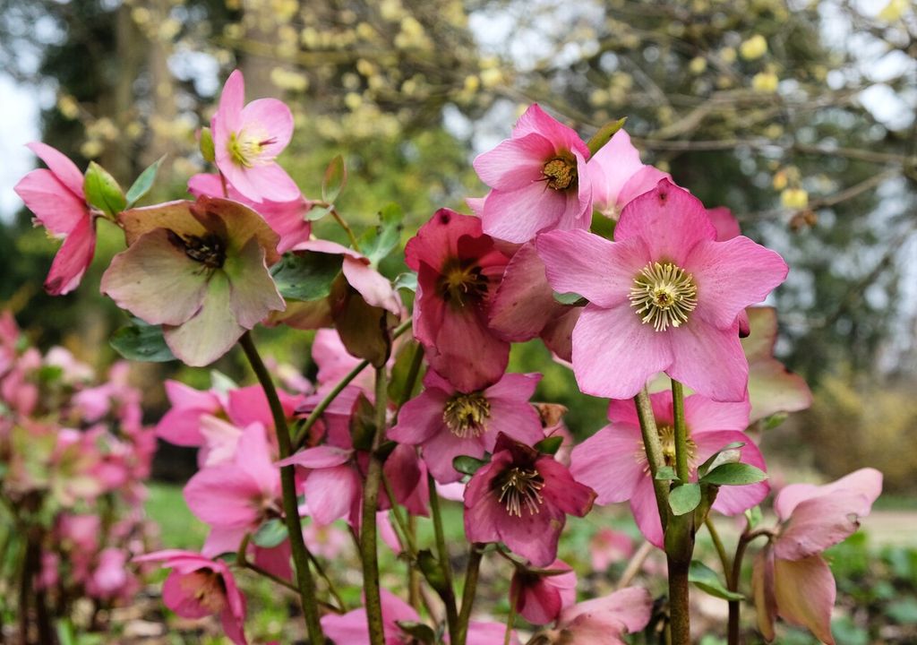 rosa de navidad rosa de navidad