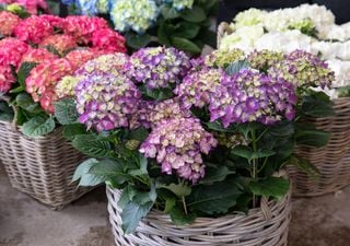 A flor que muda de cor com o pH do solo e que em agosto está no seu melhor