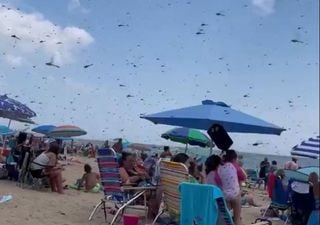 Uma gigantesca nuvem de libélulas invade uma praia cheia de banhistas em Rhode Island