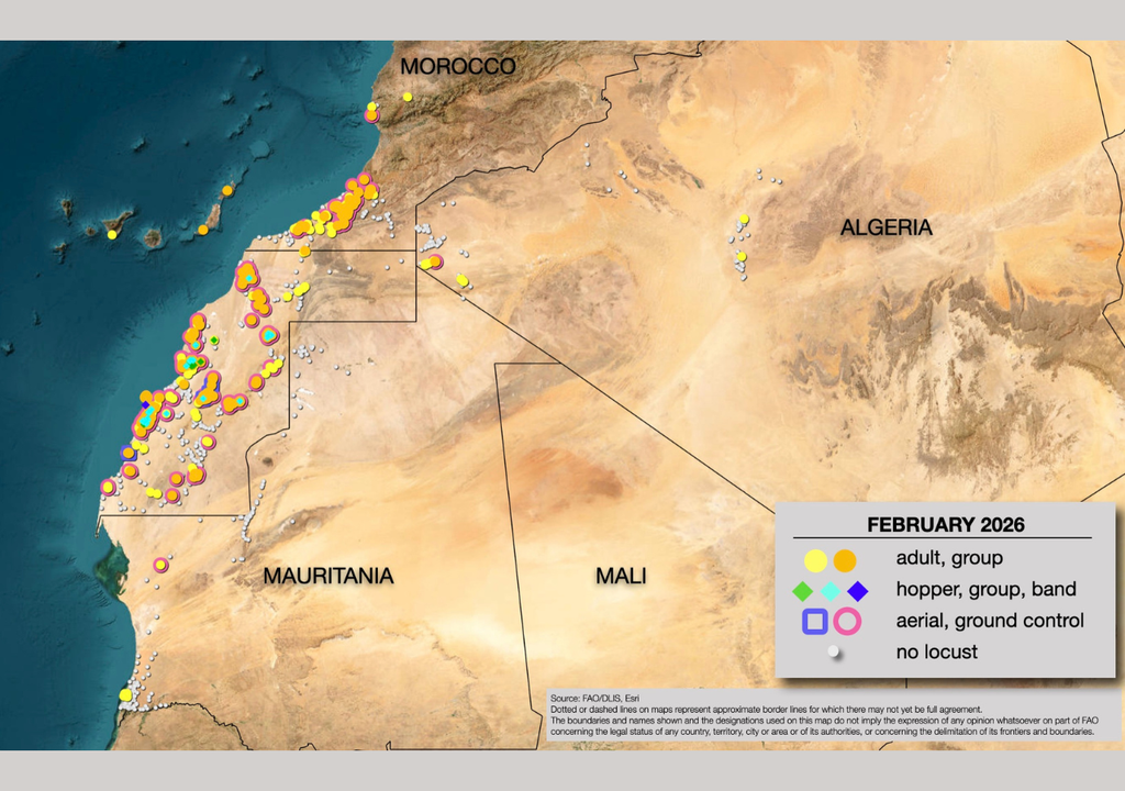 Estado del brote de langostas en África occidental en febrero de 2026. Imagen tomada del portal de la FAO Locust Watch.