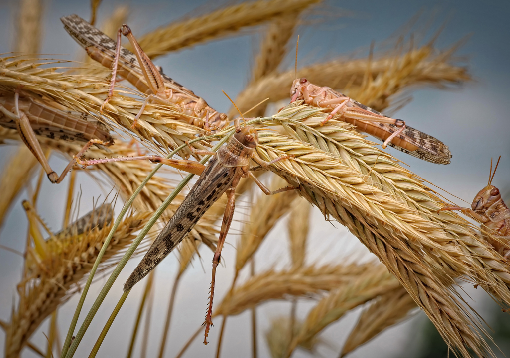 Las langostas del desierto pueden vivir entre 3 y 5 meses, según las condiciones ambientales.