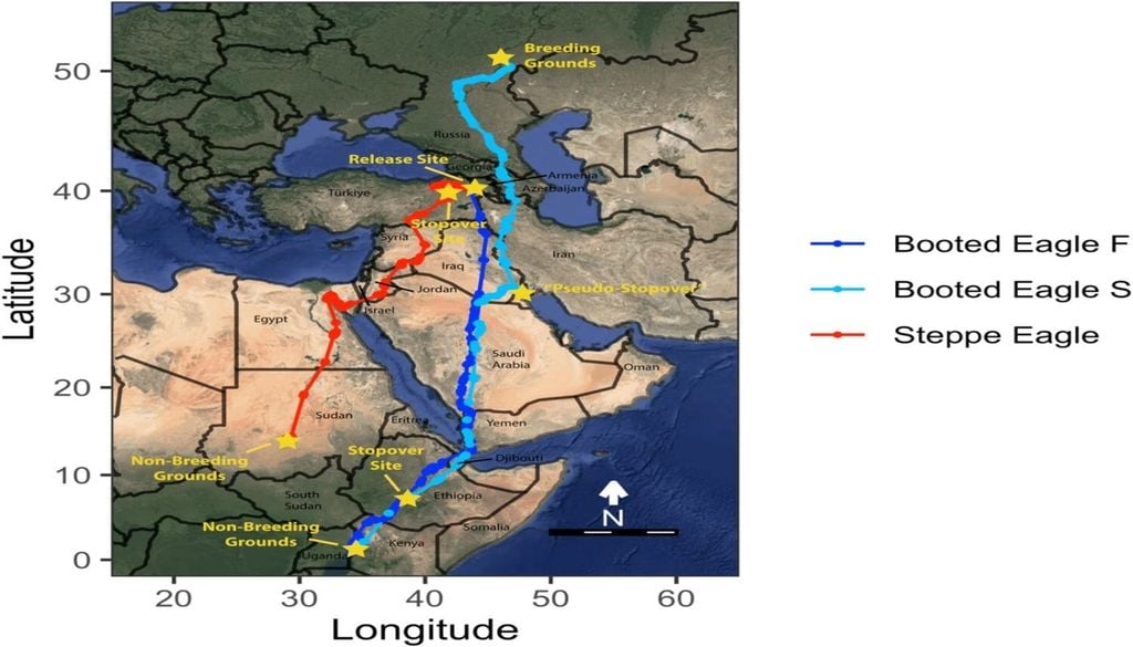 Rutas migratorias de dos águilas rastreadas en el estudio. El azul indica la ruta migratoria otoñal del águila calzada, el cian la ruta migratoria primaveral del águila calzada y el rojo la ruta otoñal del águila esteparia (no se disponía de datos para la primavera). Crédito: Zoología en Oriente Medio.