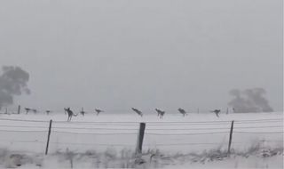 Una intensa ola de frío y nevadas en Australia