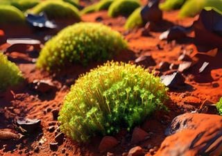 Research discovers that a desert moss can grow in the conditions of Mars