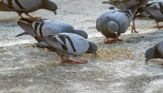 Gorriones frente a palomas: la investigaci&oacute;n de la UGR que revela la relaci&oacute;n de los ciudadanos con las aves urbanas