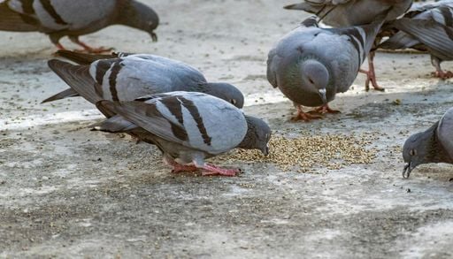 Gorriones frente a palomas: la investigaci&oacute;n de la UGR que revela la relaci&oacute;n de los ciudadanos con las aves urbanas