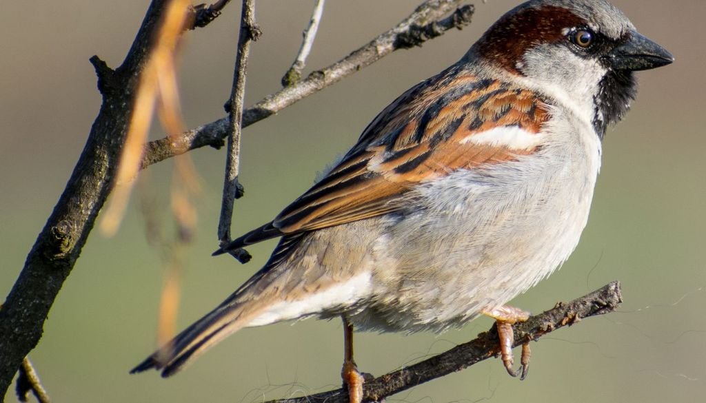 Gorrión Los habitantes de barrios con grandes parques separados de las zonas edificadas perciben menos problemas relacionados con las aves