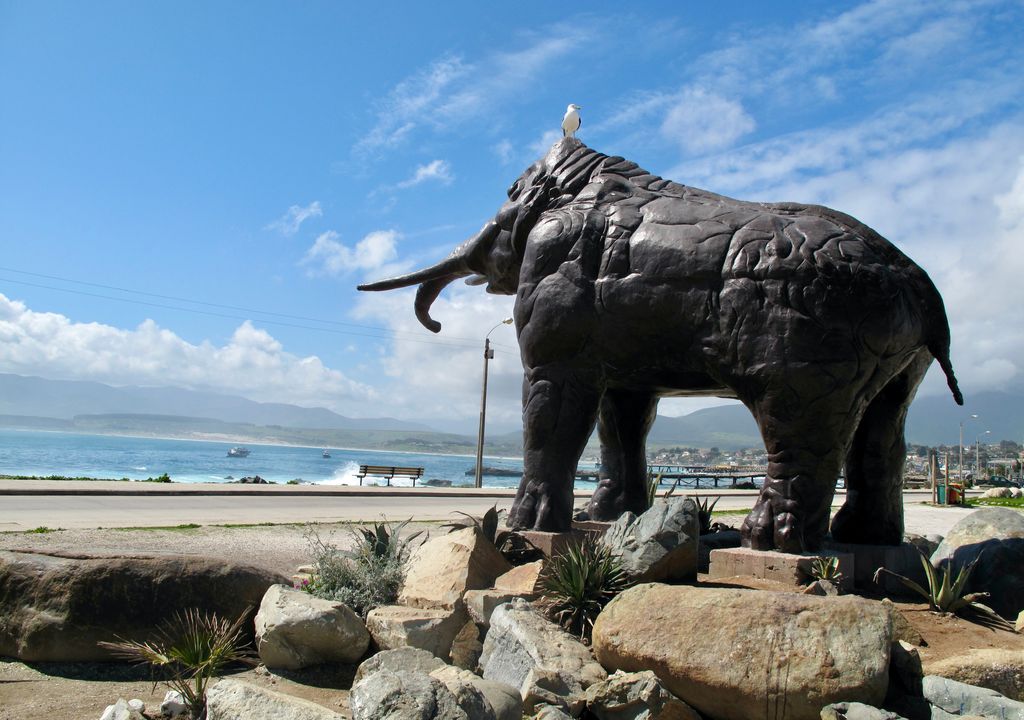 Mastodonte de Quereo en la costanera de Los Vilos.