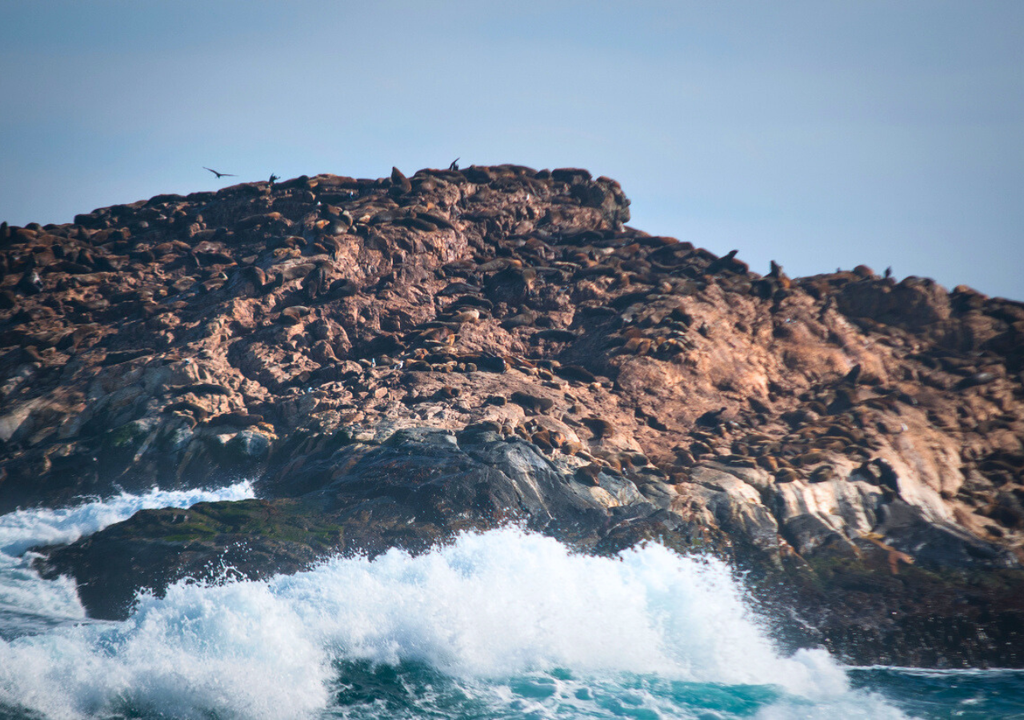 Isla de Lobos, Los Vilos.
