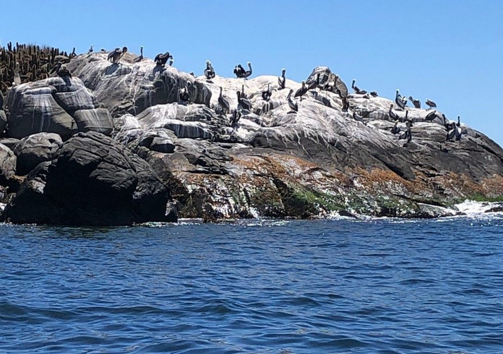 La Reserva Natural Isla de los Pingüinos. La Reserva Natural Isla de los Pingüinos.