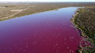 Una laguna argentina se vuelve rosa