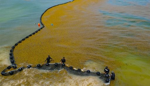 Una masiva oleada de sargazo llega a costas de Quintana Roo, cubriendo las principales playas tur&iacute;sticas