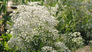 Una nube blanca en tu balc&oacute;n: gu&iacute;a para cuidar la delicada planta velo de novia