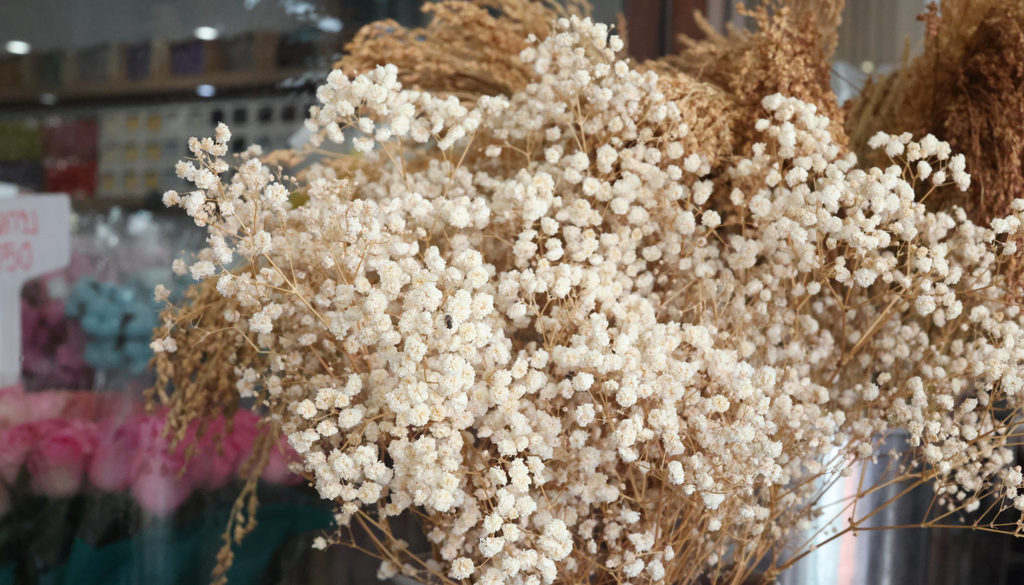Sus ramas florales pueden utilizarse frescas o secas y son muy apreciadas como relleno en arreglos y ramos. Sus ramas florales pueden utilizarse frescas o secas y son muy apreciadas como relleno en arreglos y ramos.