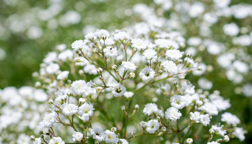 Sus flores atraen mariposas, lo que aporta movimiento y biodiversidad a jardines y balcones. Sus flores atraen mariposas, lo que aporta movimiento y biodiversidad a jardines y balcones.