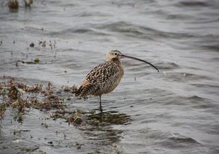 Una nueva lista que no quisiéramos tener que mostrar: 12 especies silvestres chilenas están peligro crítico de extinción