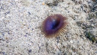 Una nuova specie scoperta nel Mediterraneo &egrave; stata dedicata ad Alberto Angela, ma non &egrave; l&rsquo;unica con un nome famoso