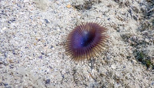 Una nuova specie scoperta nel Mediterraneo &egrave; stata dedicata ad Alberto Angela, ma non &egrave; l&rsquo;unica con un nome famoso