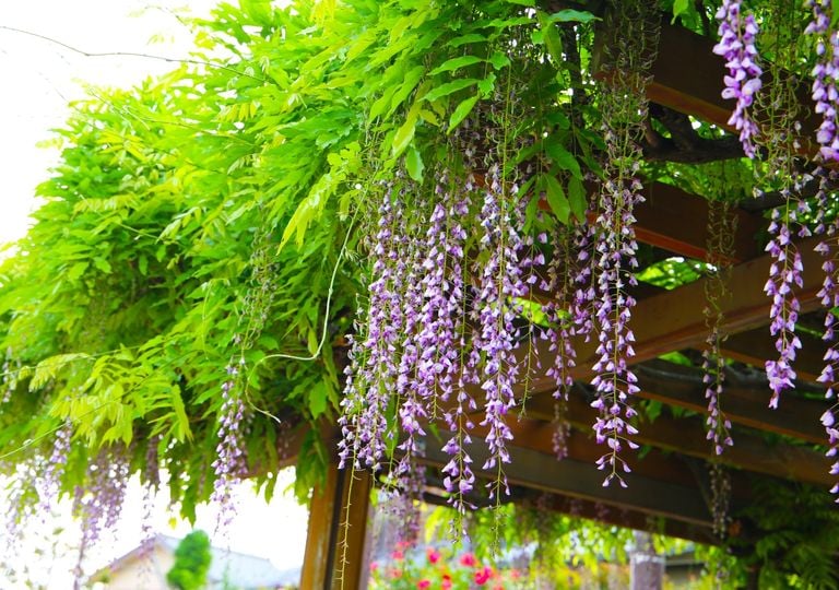 Una pérgola perfecta para tu patio o balcón: esta planta da perfume, color y refresca el ambiente