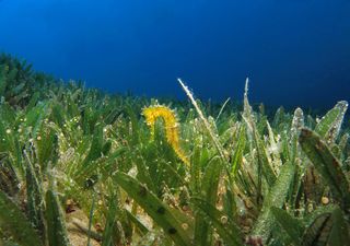 Una pianta aliena sta colonizzando i fondali del Mediterraneo