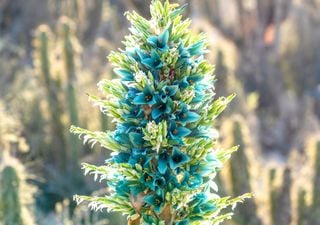 Una planta digna de la realeza: conoce la historia de la puya chilensis que floreció en Inglaterra