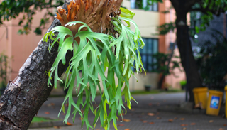 Una planta que desaf&iacute;a las macetas: as&iacute; puedes cultivar el helecho cuerno de alce sobre madera en tu balc&oacute;n