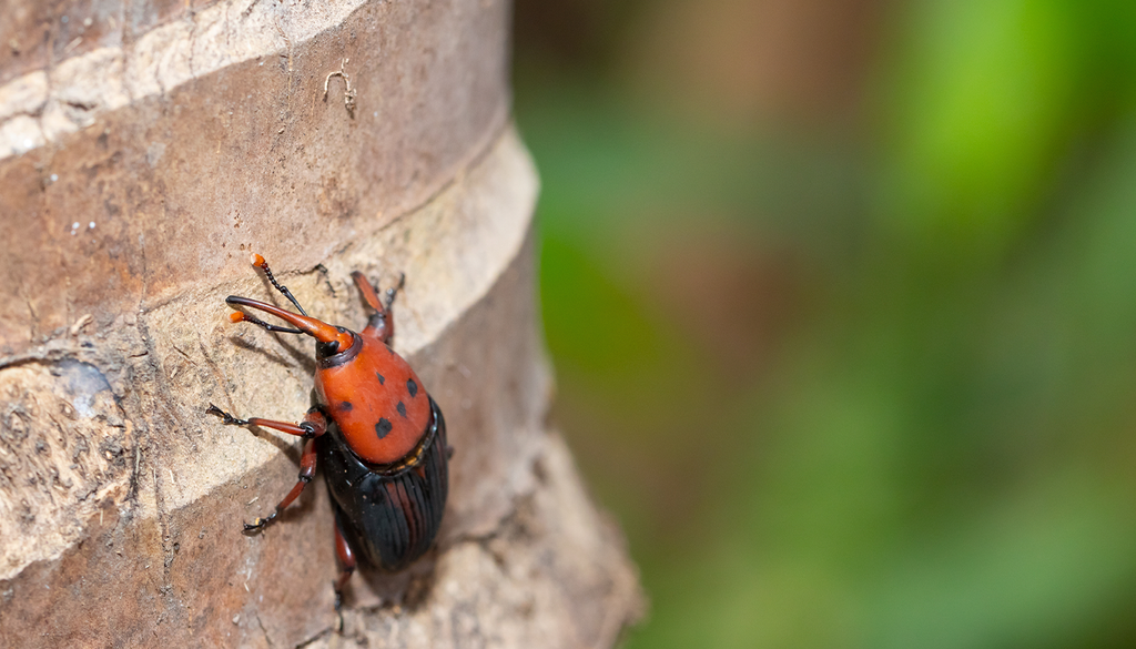 Los insectos, la resina y la caída de ramas se suman a los aspectos a tener en cuenta antes de ponerte debajo de un árbol.