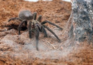 Uma tarântula grande e peluda: esta é a nova joia da biodiversidade que dois investigadores descobriram em Cuba