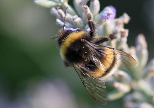 Una &ldquo;toma silenciosa&rdquo;: abejas invasoras cambian la forma en que florece Chile