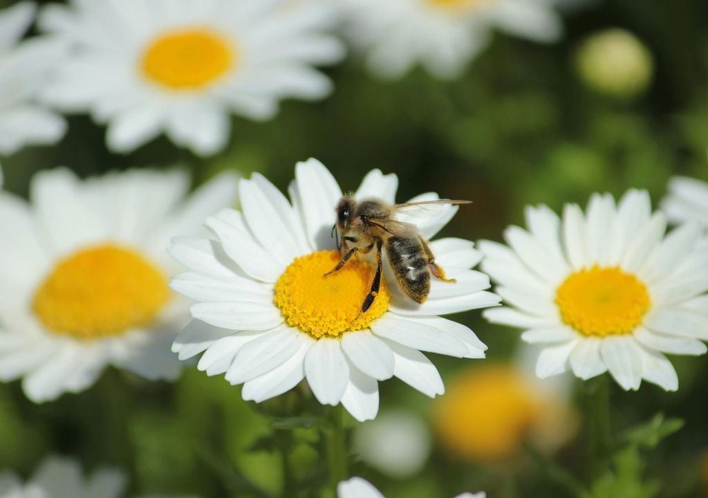 Este cambio de liderazgo ecológico, aunque sutil, modifica la forma en que el ecosistema entero se organiza.