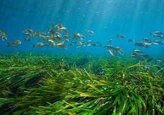 Una tragedia silenziosa sotto il mare italiano: l&rsquo;ecosistema marino che difende le spiagge &egrave; in pericolo