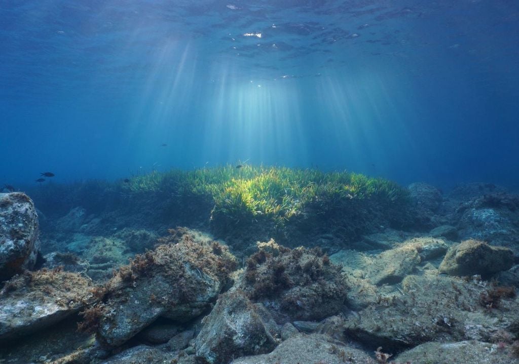 Secondo studi recenti, queste praterie sono habitat per oltre 400 specie di alghe e 1.000 specie animali, tra pesci, invertebrati e molluschi, rendendole fondamentali per la biodiversità costiera. La loro presenza garantisce acque più limpide, filtrando inquinanti e nutrienti in eccesso.