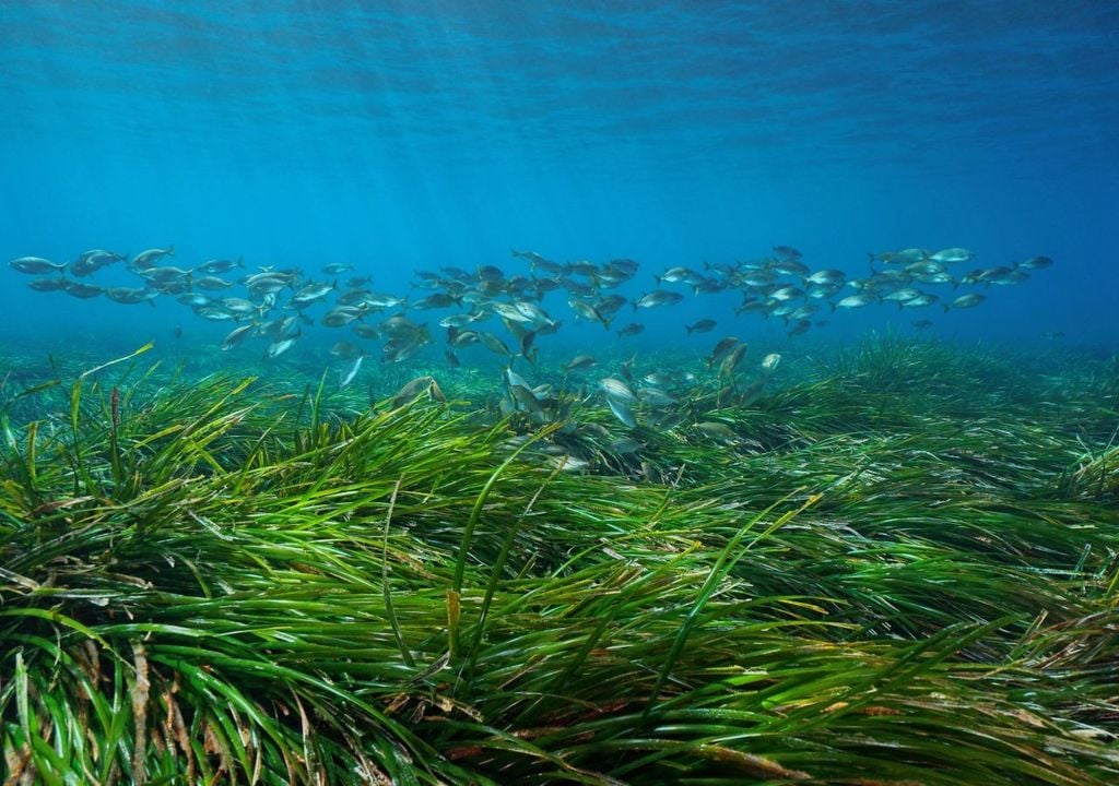 In regioni come la Liguria, la Sardegna e la Puglia, dove le praterie sono più estese, il declino oggi è evidente. Molte spiagge che un tempo erano protette ora subiscono erosioni accelerate, con costi elevati per interventi di ripascimento artificiale.