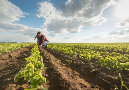 Una variable vinculada al clima podr&iacute;a cambiar los planes de los agricultores, que sembrar&iacute;an m&aacute;s soja y menos ma&iacute;z