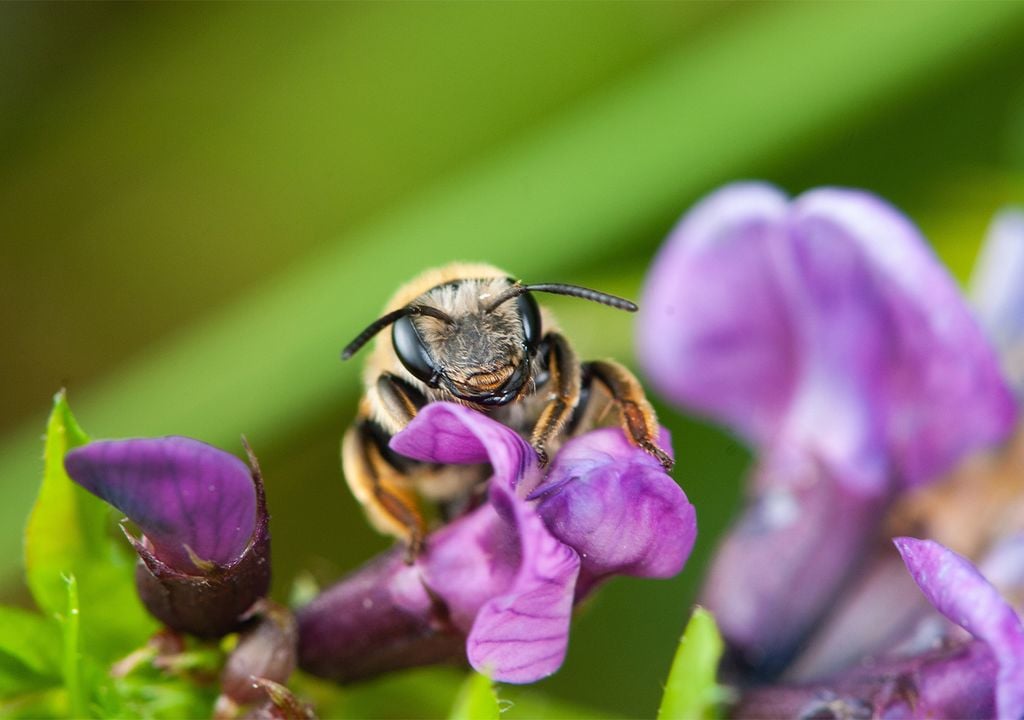 Alfalfa leafcutting bee